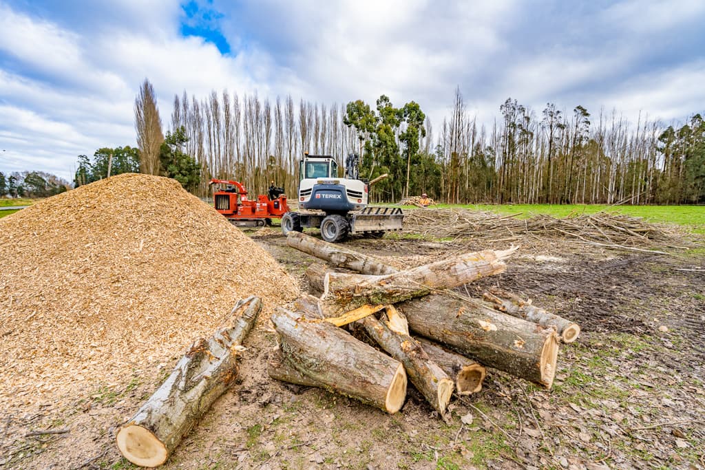 Using large excavators to move trees around