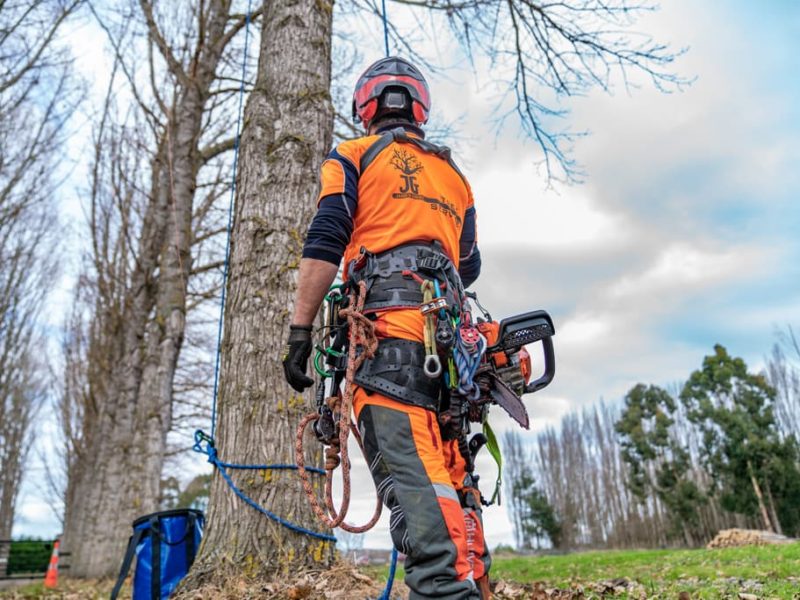 Tree pruning in North Canterbury, New Zealand by qualified JG Trees arborists