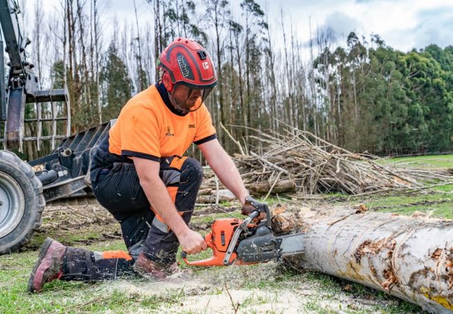 Our professional arborists Cutting logs with Chainsaw