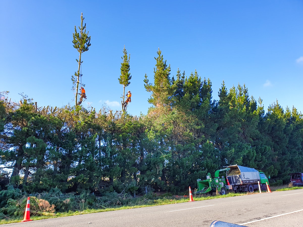 Shelter belt thinning and pruning