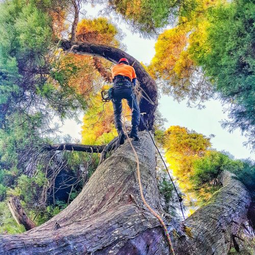 Our tree specialists can offer any advice you need