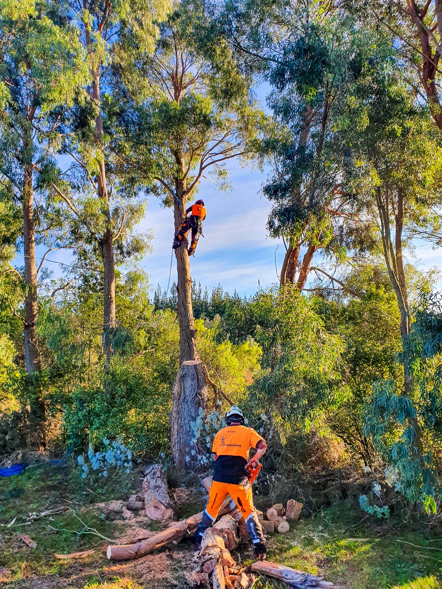 Qualified Arborists Tree Care North Canterbury JG Trees Ltd