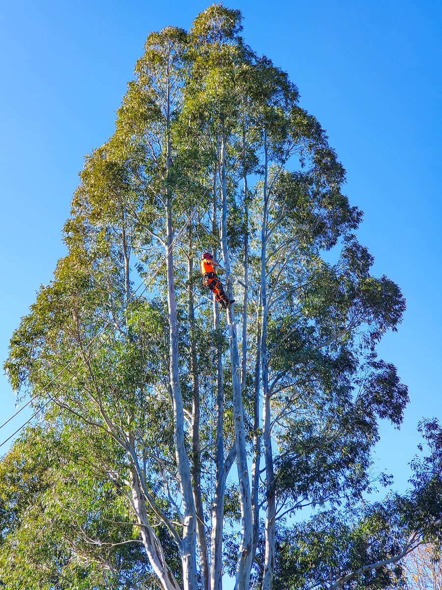 Gallery Tree care Rangiora North Canterbury JG Trees Ltd