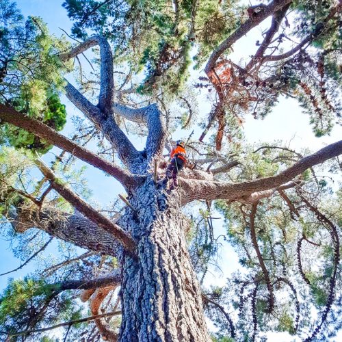 Qualified Arborists Tree Care North Canterbury JG Trees Ltd