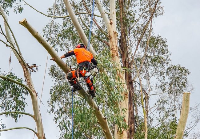 Specialised tree care from one of our team