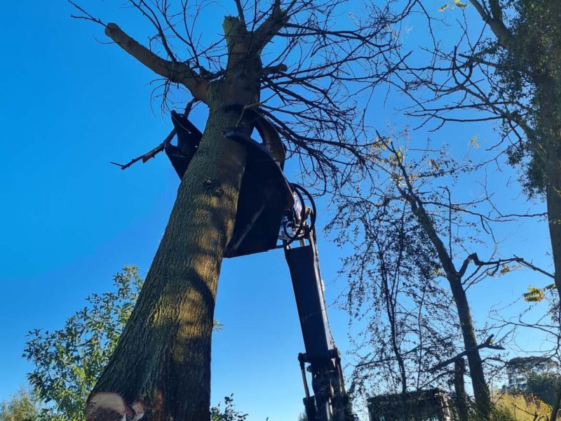 Tree topping services from JG Trees in Woodend, North Canterbury