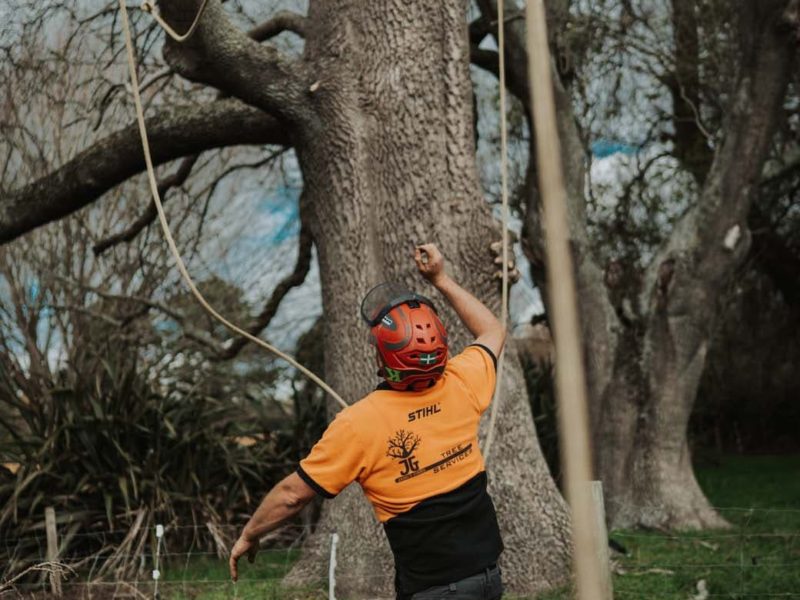 A JG Trees arborist preparing for tree removal in Christchurch, North Canterbury