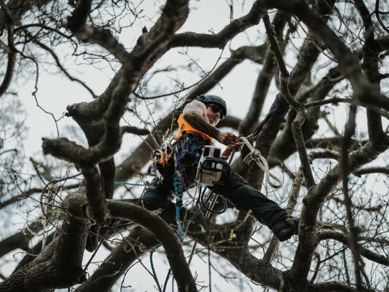 Tree pruning services in Rangiora, North Canterbury with JG Trees arborists