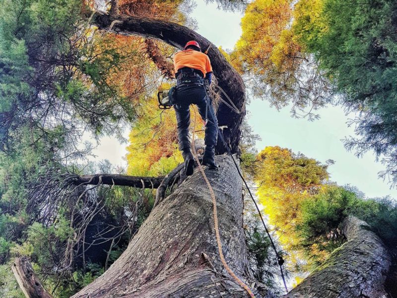 JG Trees carrying out tree pruning in Rangiora, North Canterbury