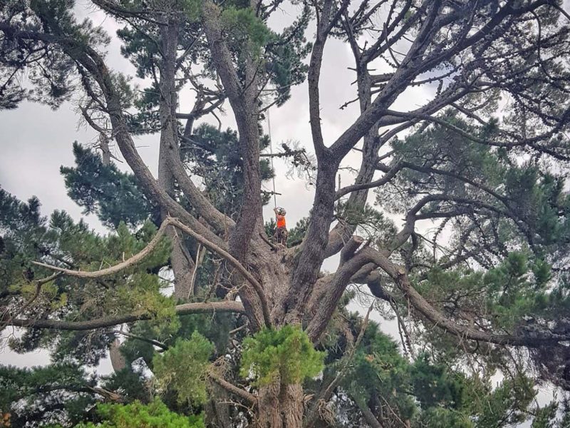 JG Trees carrying out tree pruning in Rangiora, North Canterbury