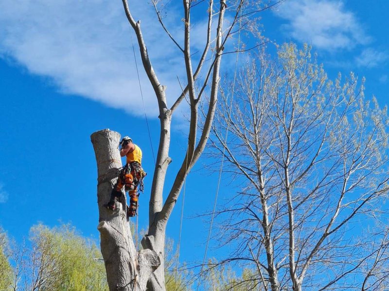 JG Trees carrying out a tree topping in Christchurch, North Canterbury