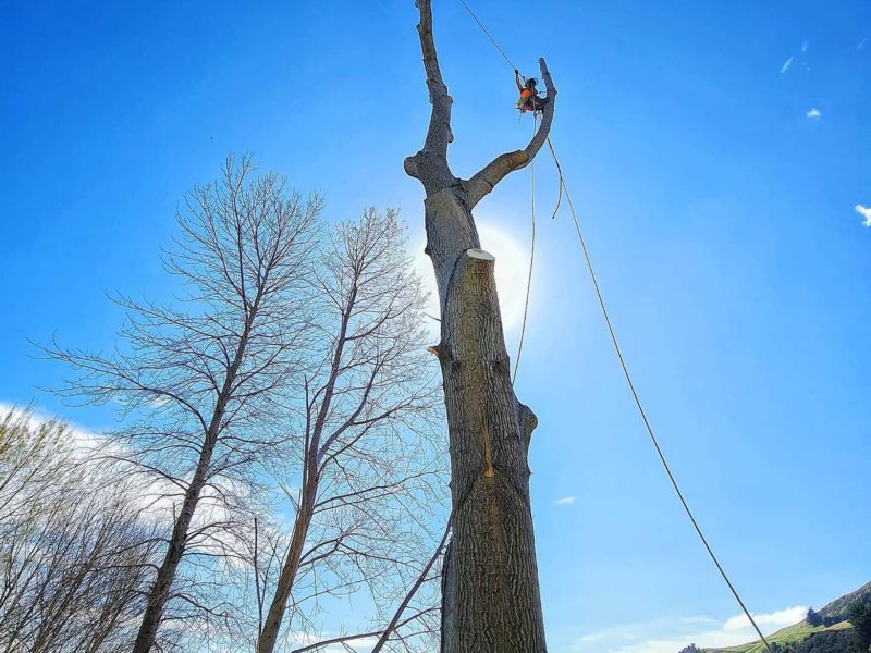 JG Trees carrying out a tree topping in Christchurch, North Canterbury