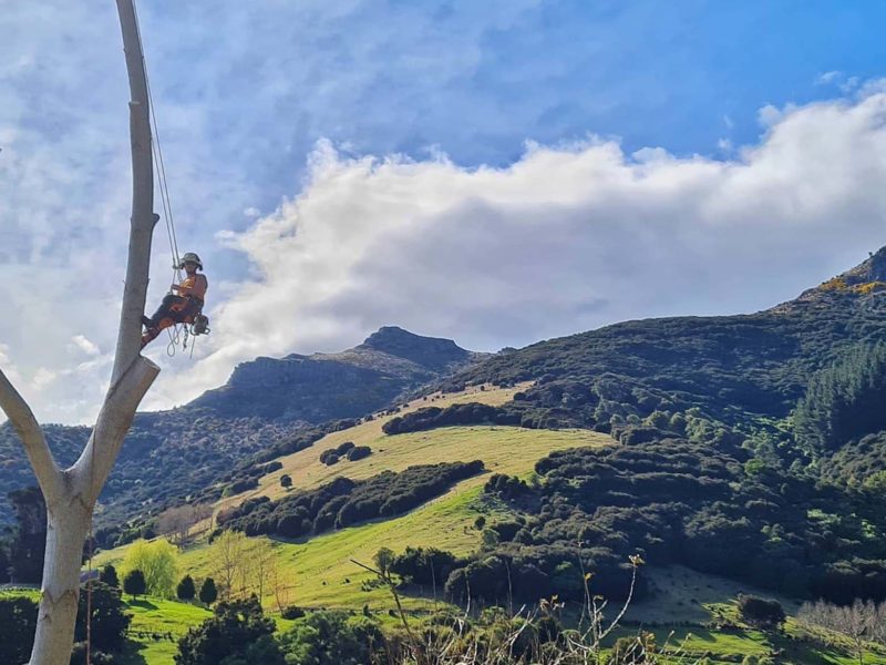 JG Trees carrying out a tree topping in Christchurch, North Canterbury