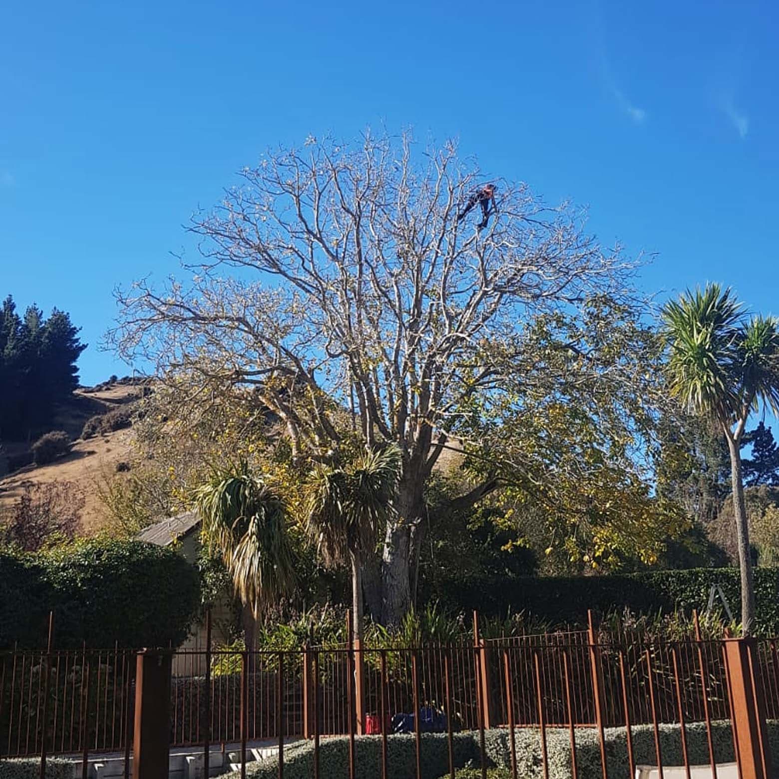Gallery Tree care Rangiora North Canterbury JG Trees Ltd