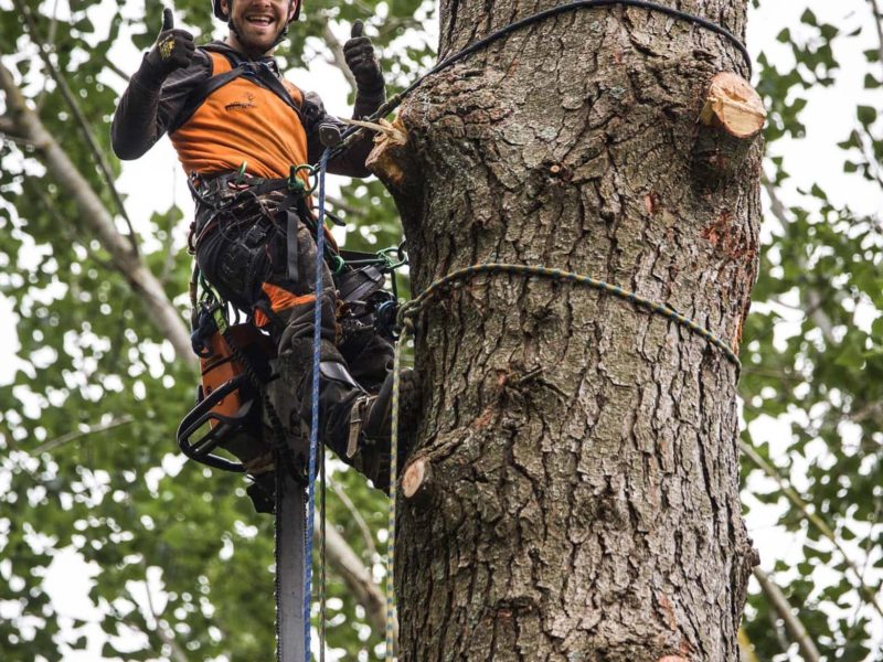 A tree topping in Woodend, New Zealand with JG Trees arborists