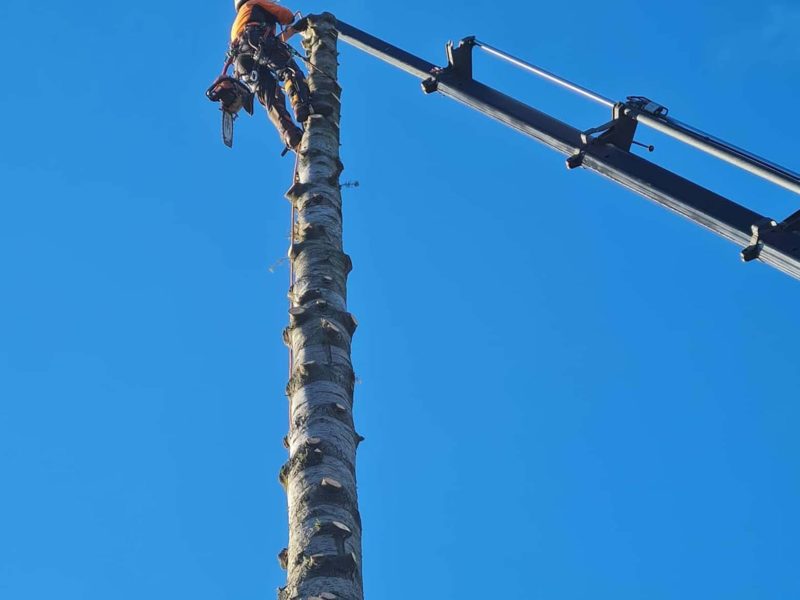 A tree topping in Woodend, New Zealand with JG Trees arborists