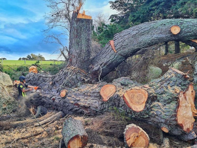 A tree removal project in Christchurch, North Canterbury with JG Trees arborists