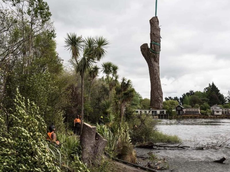 A tree removal at the Kaiapoi lakes in North Canterbury
