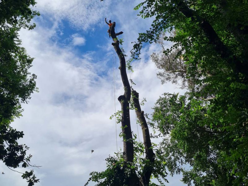 A tree topping in Christchurch, New Zealand with JG Trees arborists