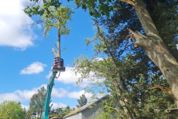 Tree topping services in North Canterbury for the New Zealand Truffle Company by JG Trees