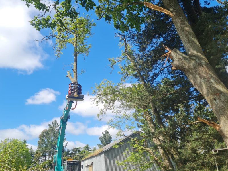 Tree topping services in North Canterbury for the New Zealand Truffle Company by JG Trees