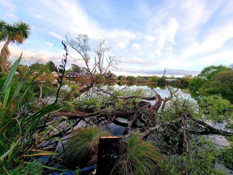 Willow tree removal in Kaiapoi, North Canterbury by JG Trees