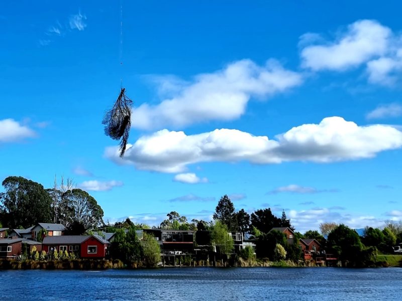 Willow tree removal in Kaiapoi, North Canterbury by JG Trees