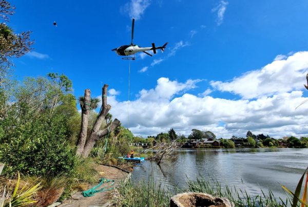 Kaiapoi tree removal in North Canterbury by JG Trees