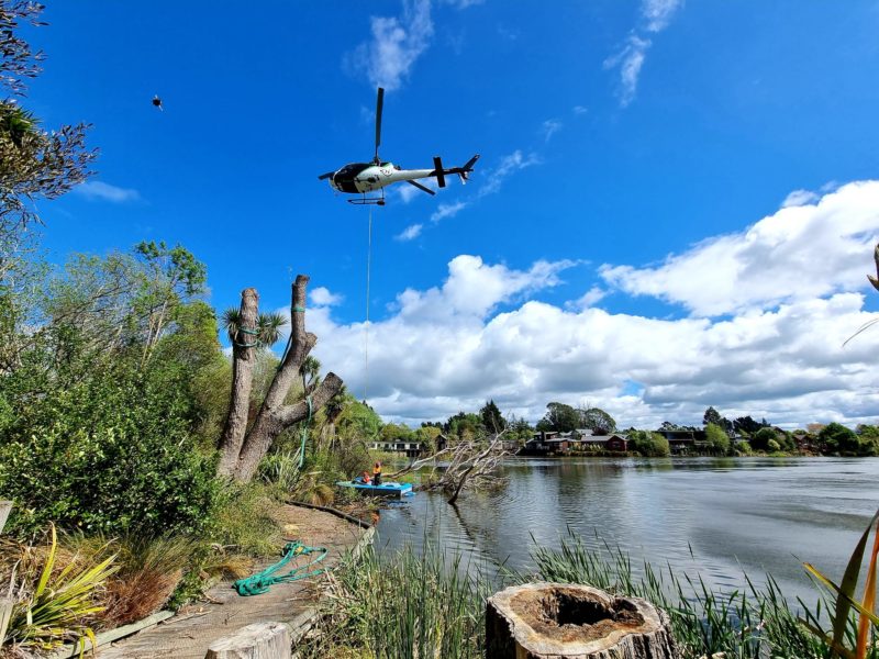 Kaiapoi tree removal in North Canterbury by JG Trees