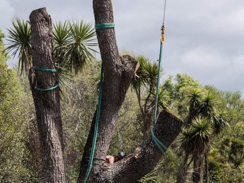 Kaiapoi tree removal in North Canterbury by JG Trees