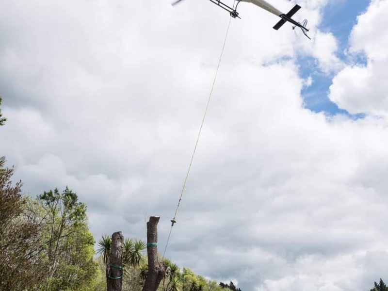 Kaiapoi tree removal in North Canterbury by JG Trees