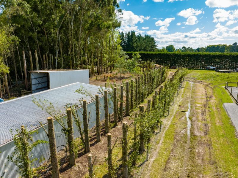 Tree topping services completed in Rangiora, New Zealand by JG Trees