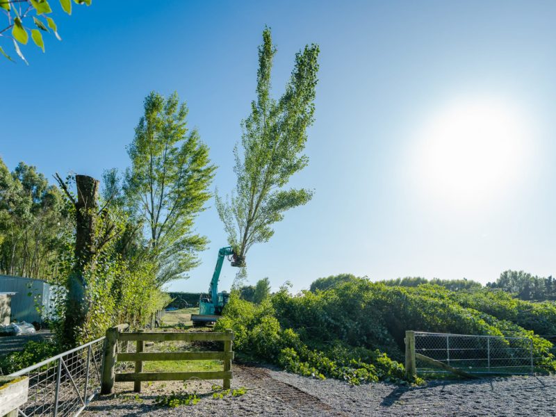 JG Trees carrying out tree topping and removal in Ohoka, North Canterbury