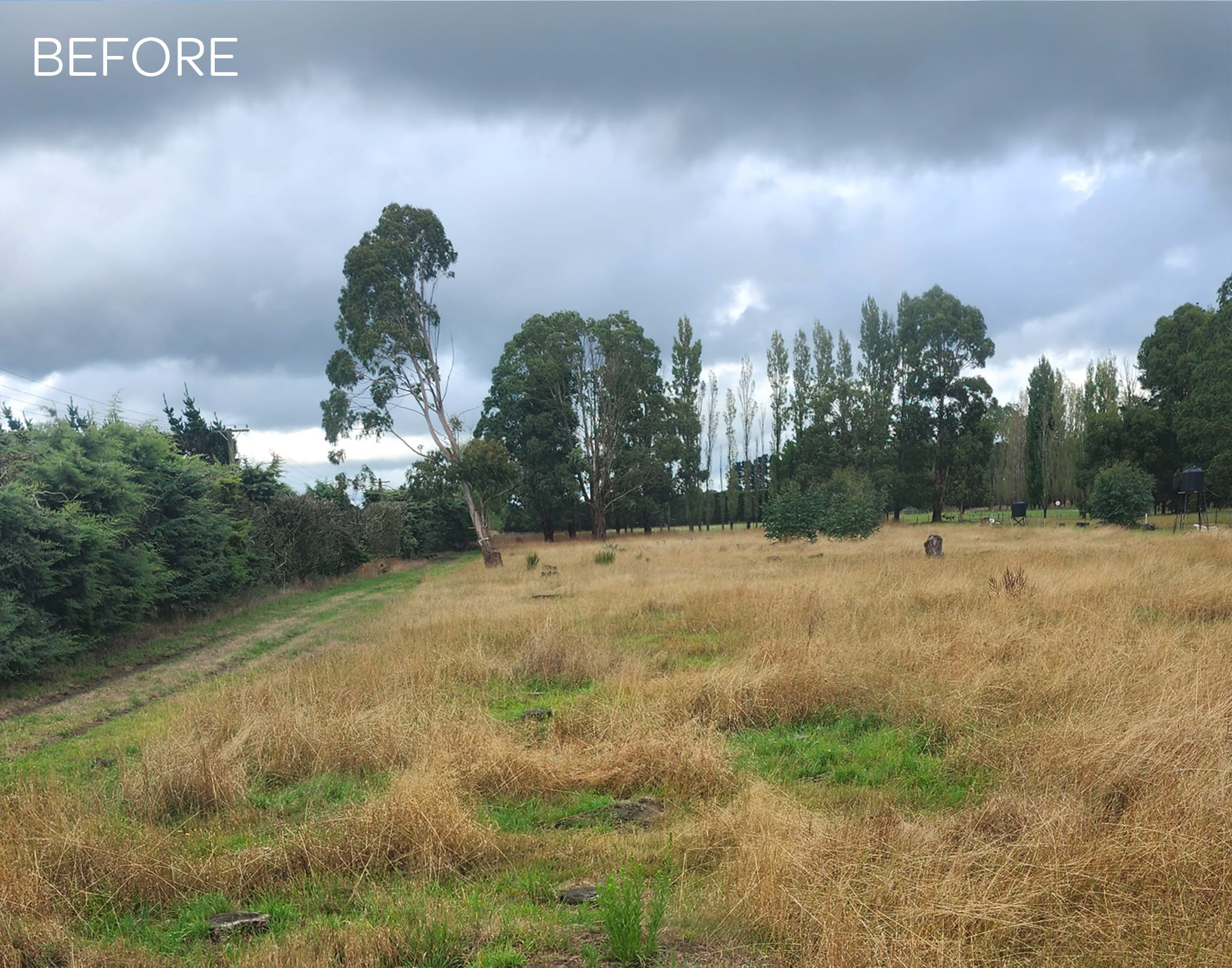 JG Trees land clearing services in North Canterbury before picture